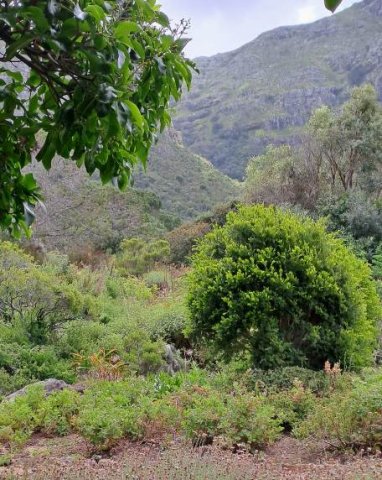 The mountain behind the botanical garden